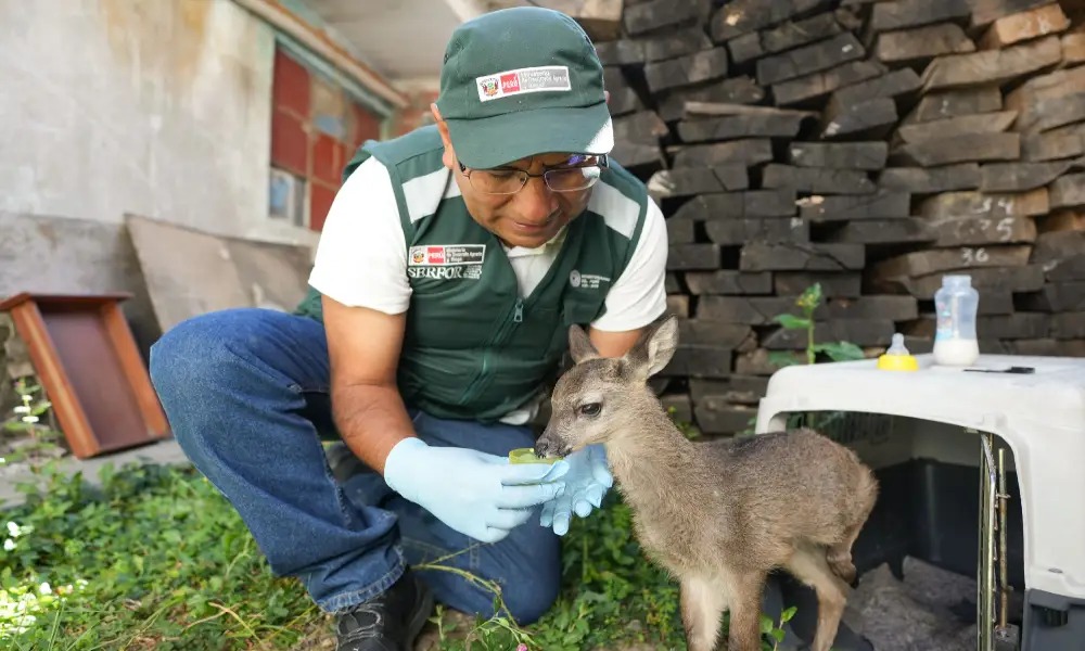Arequipa sigue sin avances en la lucha contra organizaciones de tráfico de fauna silvestre