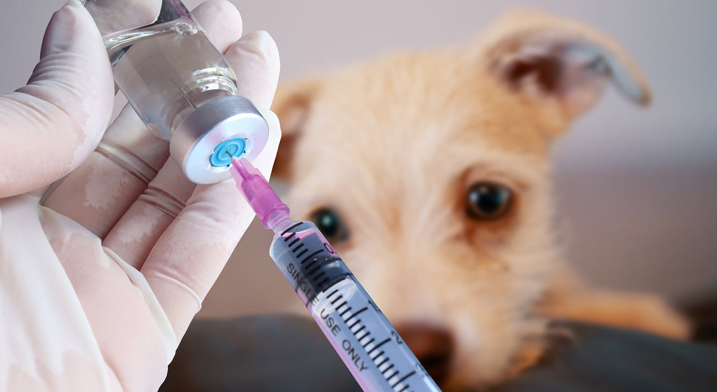 El éxito de la vacunación antirrábica está en manos de los dueños de mascotas