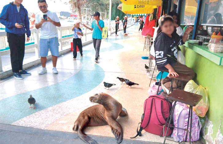 Lobos marinos llegan al malecón de Ilo por alimento y generan preocupación