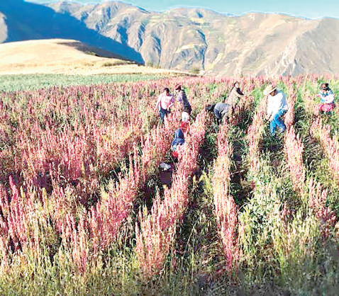 Perú alcanzó récord en agroexportaciones y Arequipa consolida su aporte al sector