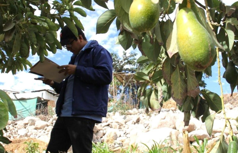 El Niño empieza a afectar el agro y peligra producción de palta en Arequipa