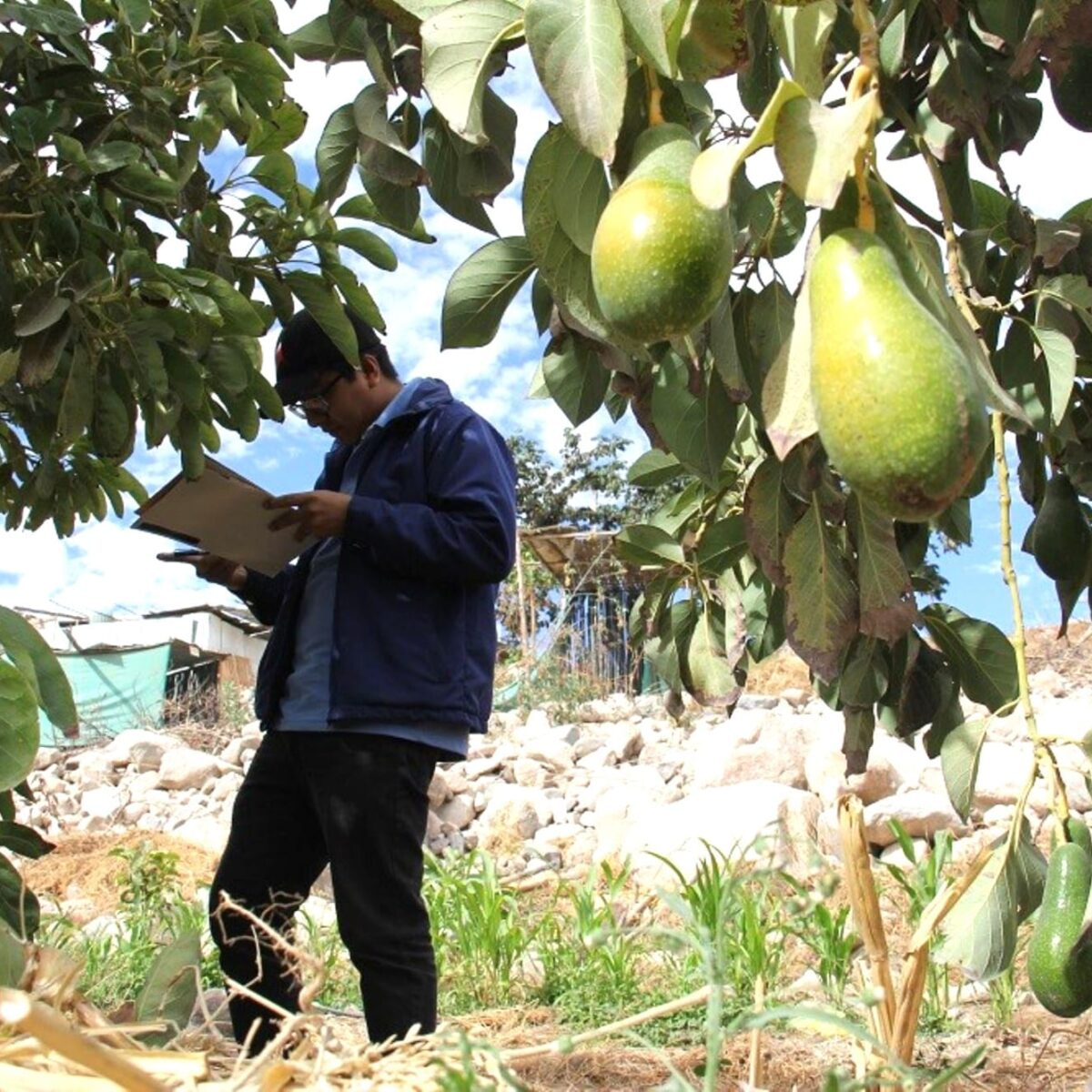 El Niño empieza a afectar el agro y peligra producción de palta en Arequipa