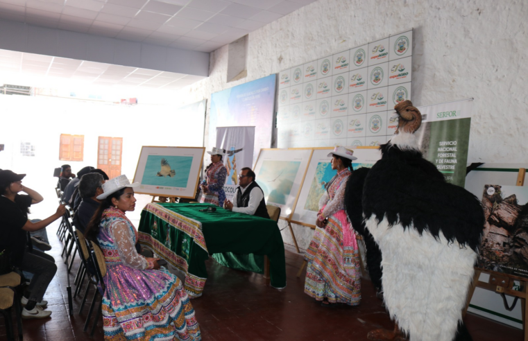 Arequipa celebrará el V Festival Nacional del Cóndor Andino para su conservación