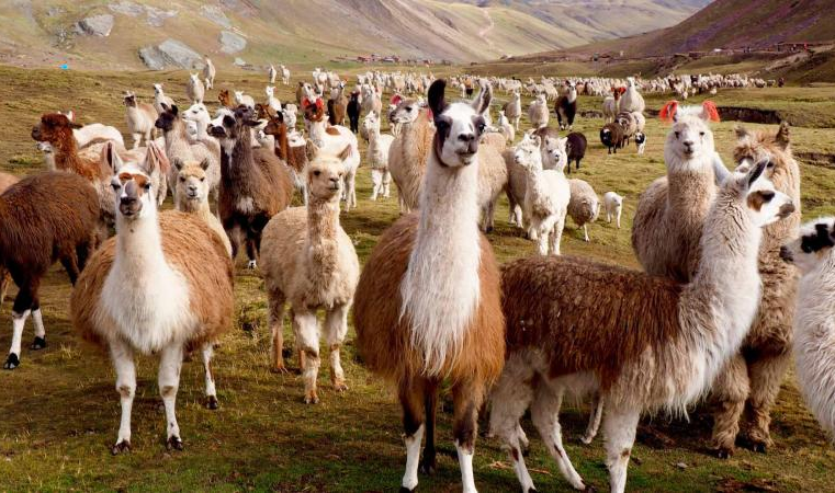 Tres proyectos agrícolas están en liquidación pese a que debían cerrarse entre mayo y julio