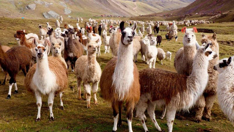 Tres proyectos agrícolas están en liquidación pese a que debían cerrarse entre mayo y julio