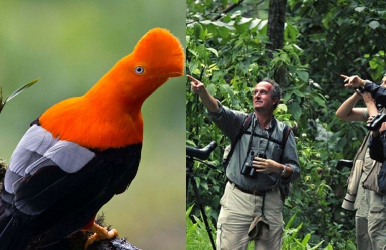 Perú se consolida entre los mejores destinos para el avistamiento de aves
