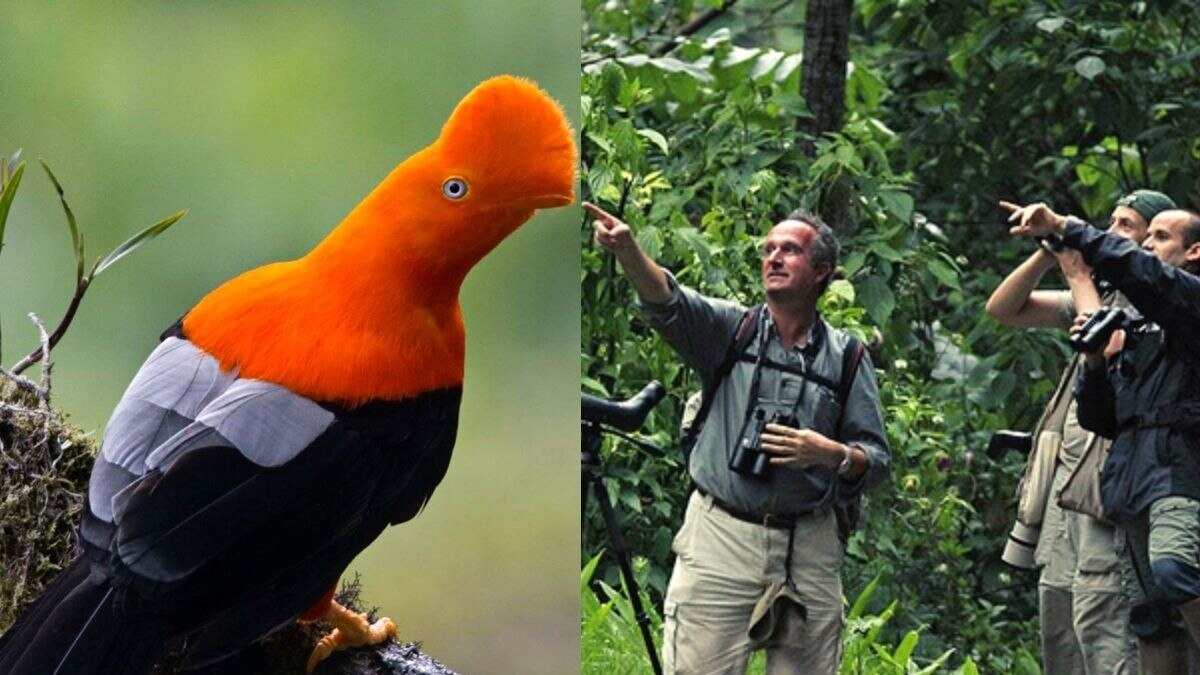 Perú se consolida entre los mejores destinos para el avistamiento de aves