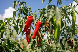 Nuevas normas técnicas buscan fortalecer las exportaciones del capsicum peruano