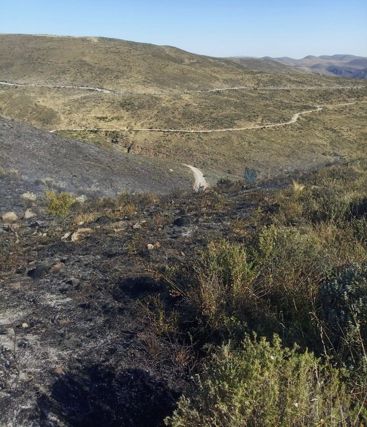 Incendio forestal afecta cobertura vegetal en Chiguata