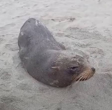 Serfor devuelve a su hábitat a lobo marino rescatado en litoral