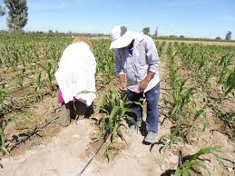 Agricultores de Majes alertan sobre afectación agrícola ante reducción de agua para riego