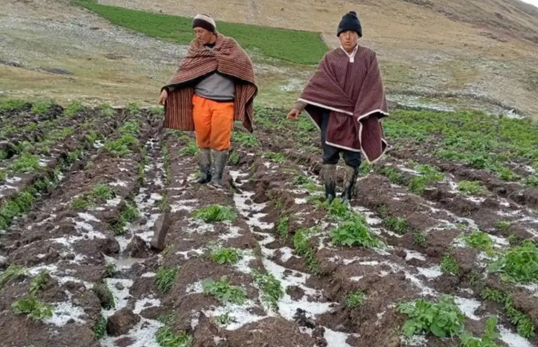 Midagri recuerda que SAC cubre hasta S/1 000 por hectárea afectada