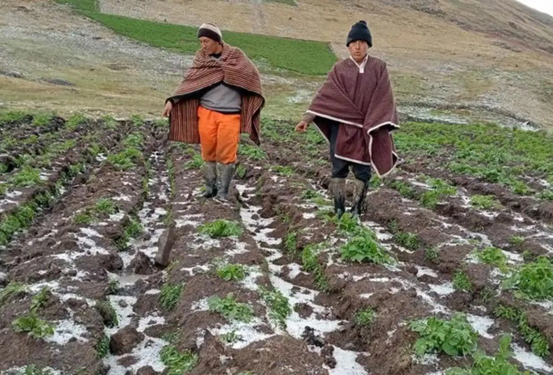 Midagri recuerda que SAC cubre hasta S/1 000 por hectárea afectada