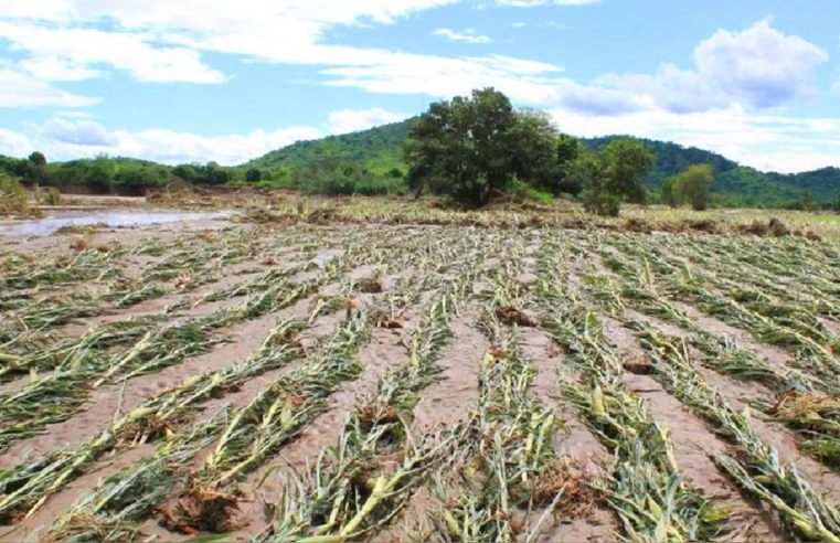 El Niño afectará producción agrícola y podría elevar precio de alimentos básicos