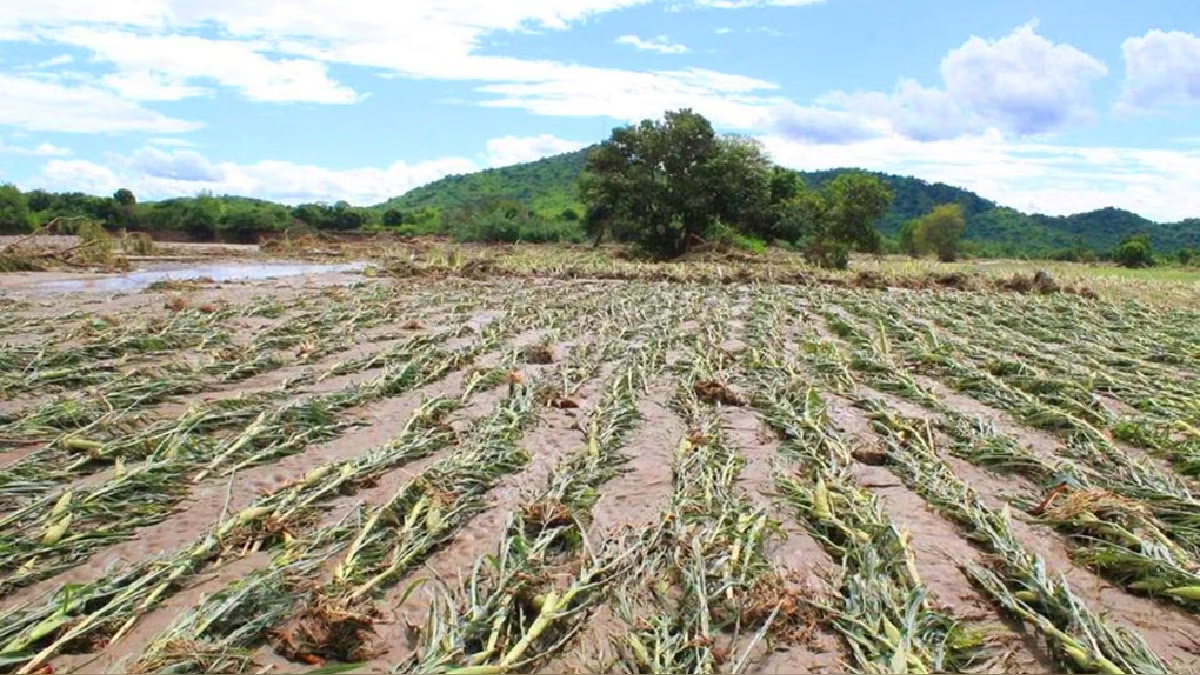 El Niño afectará producción agrícola y podría elevar precio de alimentos básicos