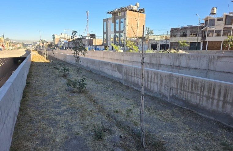 Árboles del bypass Bicentenario se secaron por falta de riego