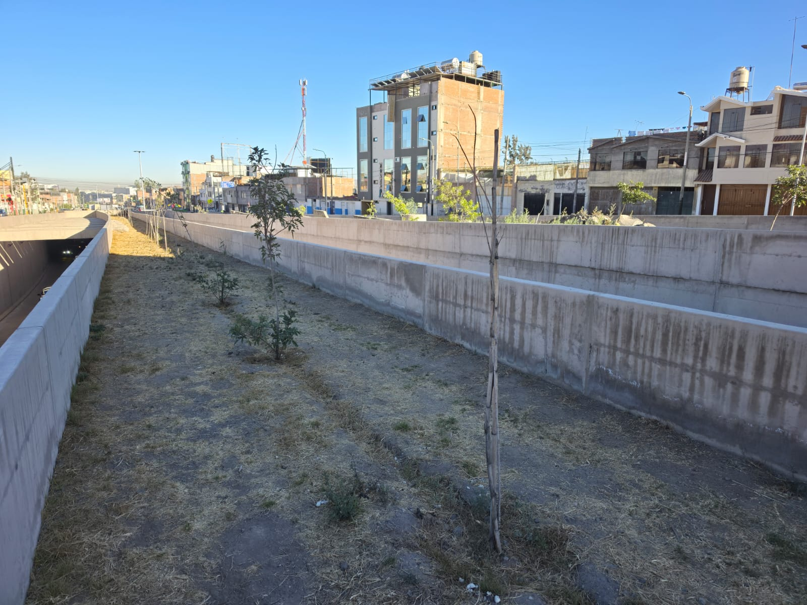 Árboles del bypass Bicentenario se secaron por falta de riego
