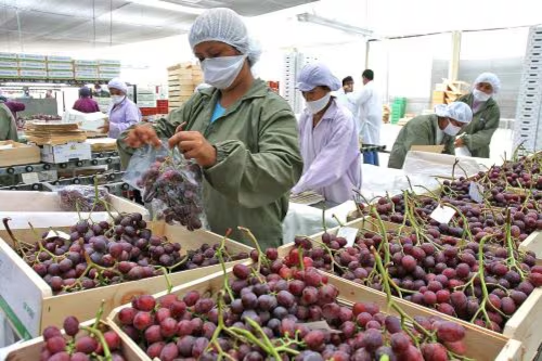 Exportaciones de frutas y hortalizas crecieron 17,3 % y Arequipa