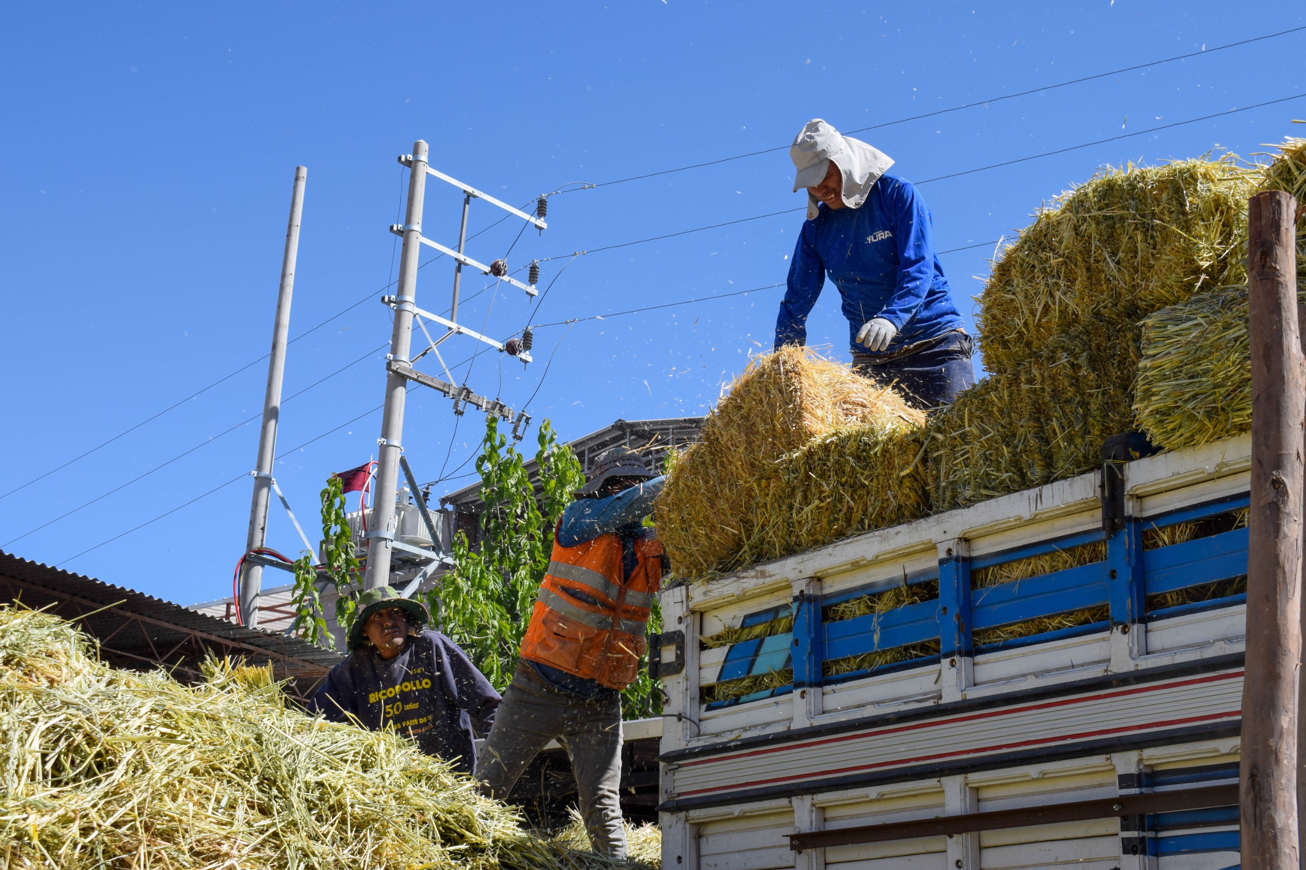 Entregan 864 pacas de forraje para proteger ganado en Chilcaymarca