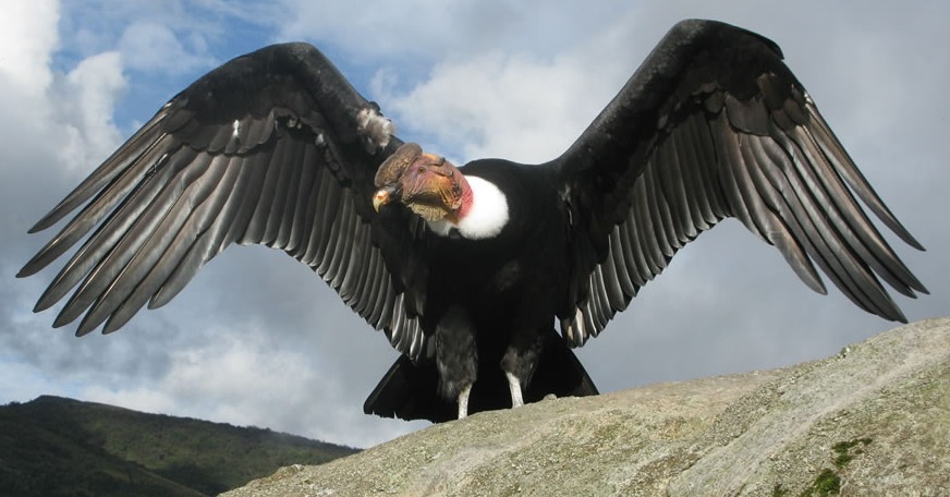 La fauna ancestral que es parte de la identidad de Arequipa