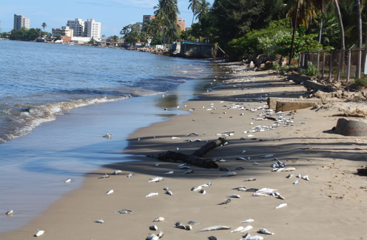 MÉXICO PLAYAS CONTAMINACIÓN