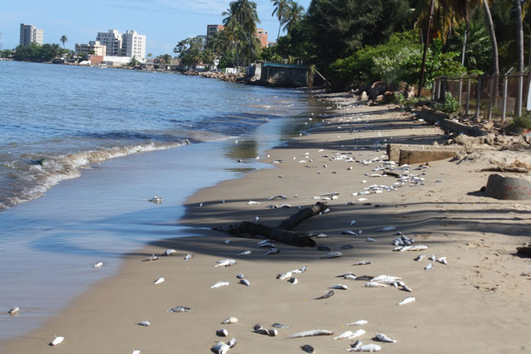 MÉXICO PLAYAS CONTAMINACIÓN