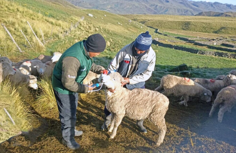 Agro Rural refuerza protección de ganado ante heladas en Junín, Tacna y Ayacucho