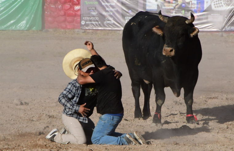 Los toros de pelea, los arquitectos de nuestras campiñas y andenerías