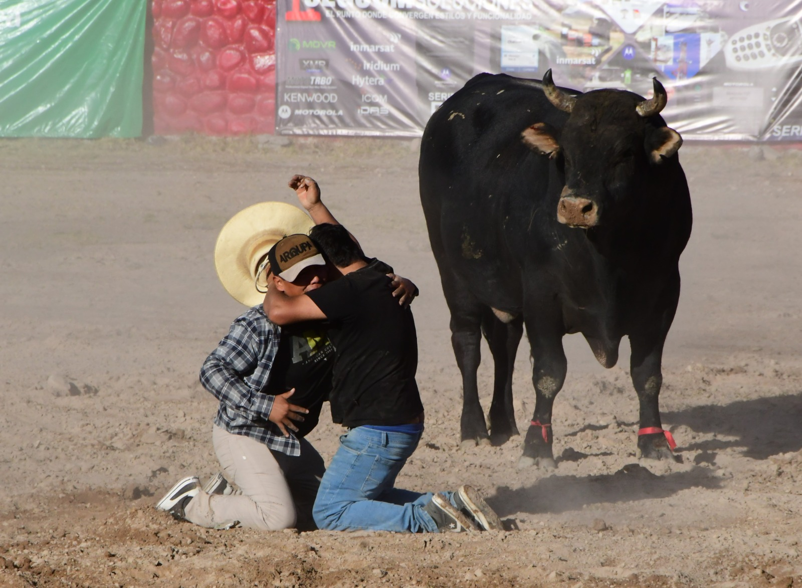 Los toros de pelea, los arquitectos de nuestras campiñas y andenerías