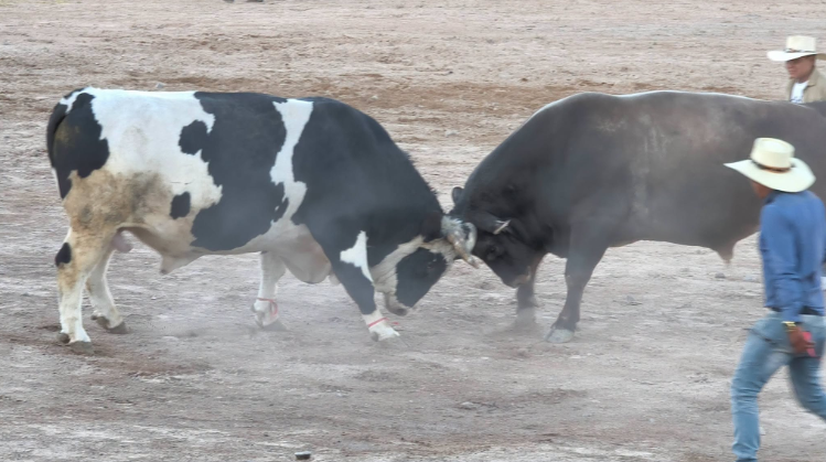 Pelea de toros: tradición que aún resiste en la campiña arequipeña
