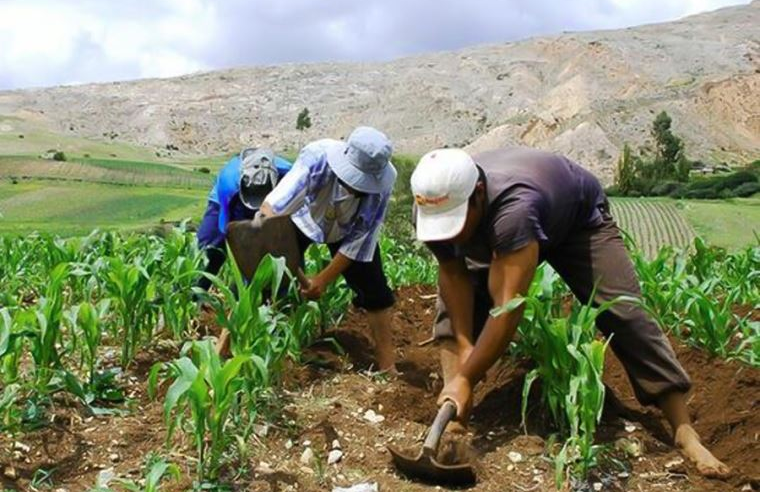Seguro Agrícola Catastrófico protege productores ante pérdidas climáticas