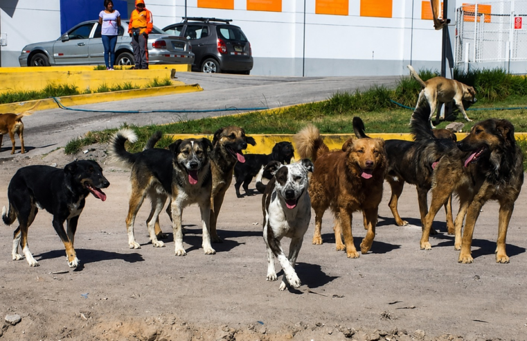 Solo 2 de 29 municipios controlan canes callejeros en Arequipa