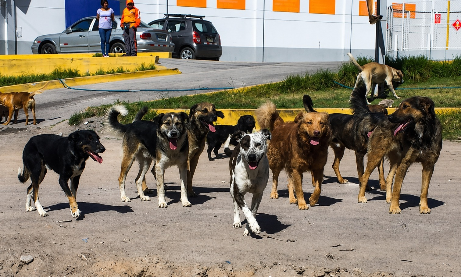 Solo 2 de 29 municipios controlan canes callejeros en Arequipa