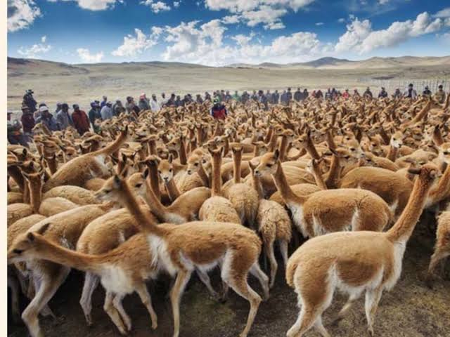 Vicuñas: el gran tesoro de las alturas de Arequipa recupera su fuerza
