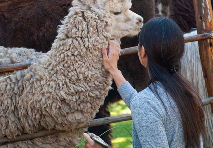 Ruta de la Alpaca: circuito turístico que impulsa el desarrollo de comunidades