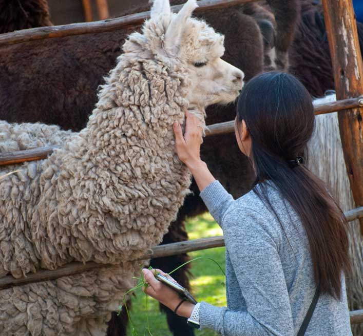 Ruta de la Alpaca: circuito turístico que impulsa el desarrollo de comunidades