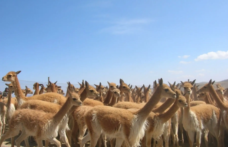 De 2 700 a más de 36 mil: la recuperación de vicuñas en Salinas y Aguada Blanca