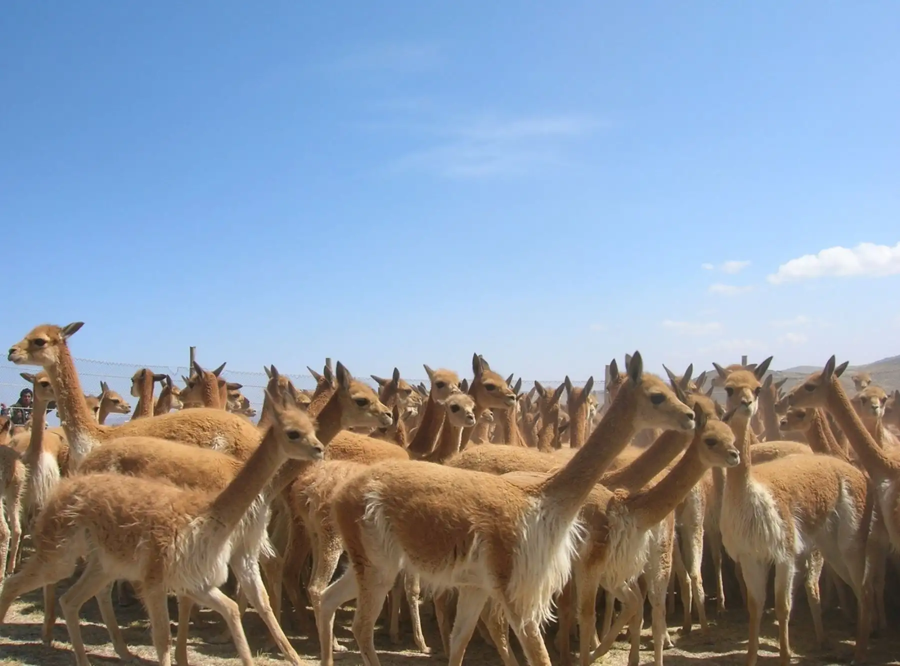 De 2 700 a más de 36 mil: la recuperación de vicuñas en Salinas y Aguada Blanca
