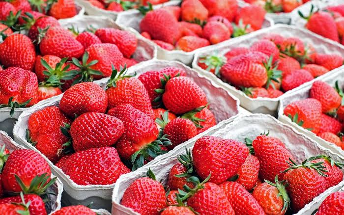 Exportaciones peruanas de fresa crecen 35,5% y superan los US$ 21 millones