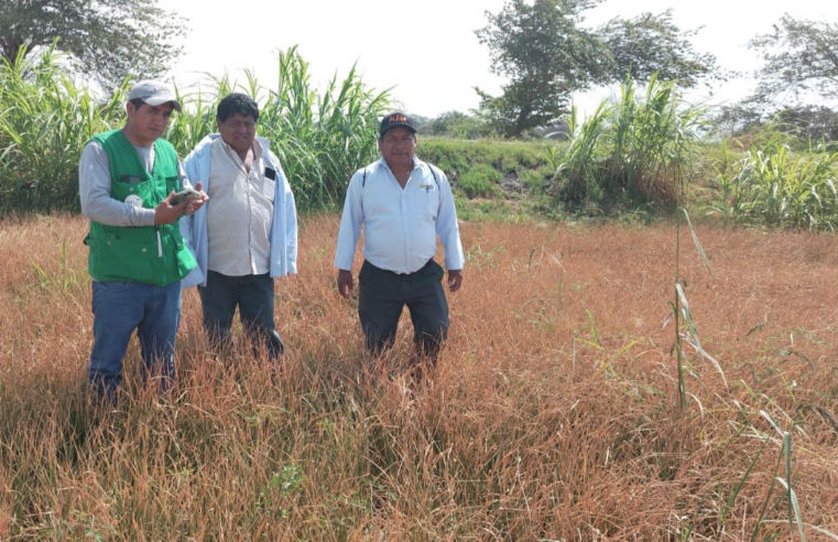 Activarán Seguro Agrario Catastrófico para productores afectados por DANA