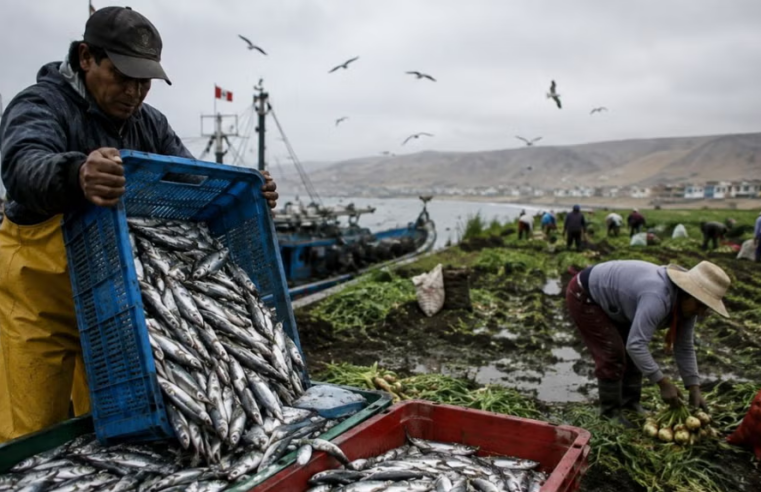 Economía peruana pierde fuerza y el Fenómeno El Niño golpea al agro y pesca