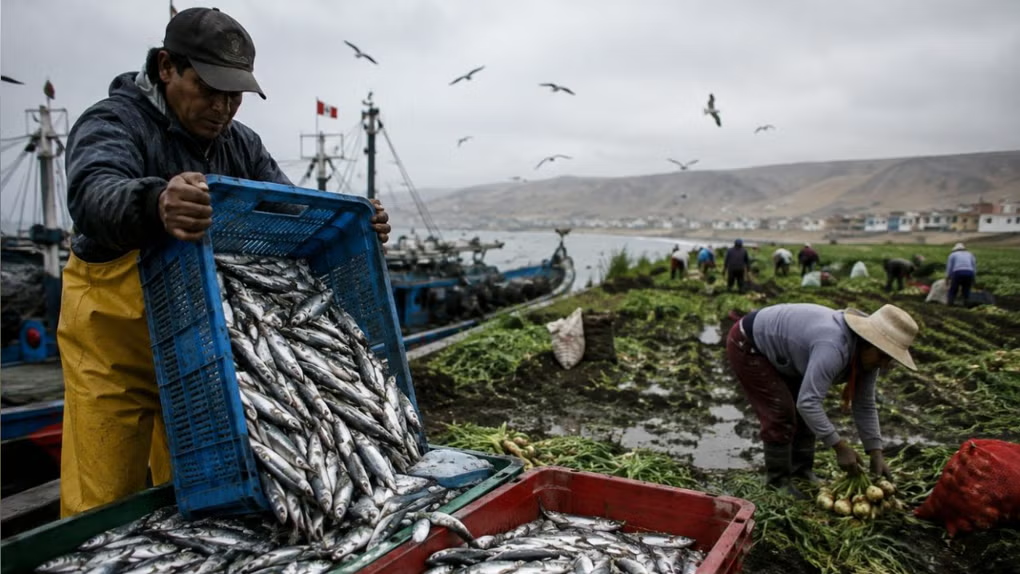 Economía peruana pierde fuerza y el Fenómeno El Niño golpea al agro y pesca