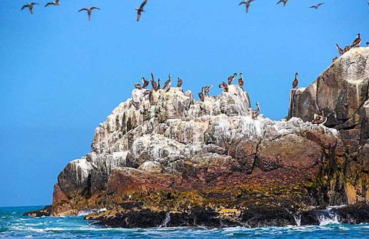 MINAM activa plan preventivo ante El Niño para proteger biodiversidad de Paracas