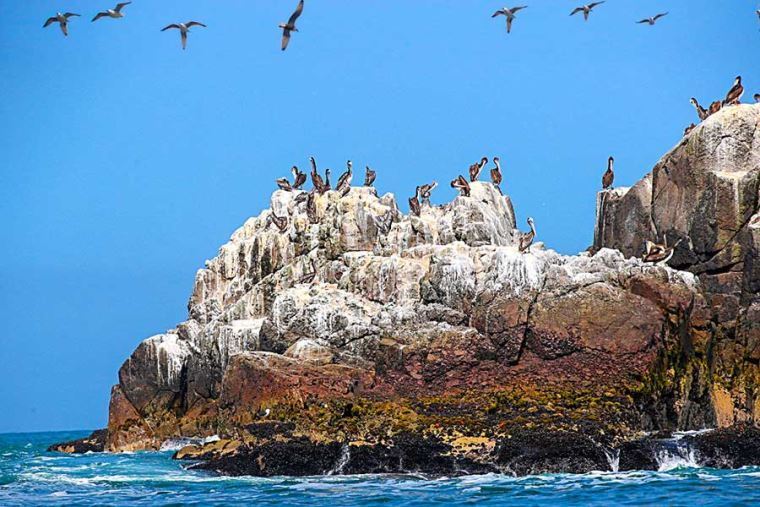 MINAM activa plan preventivo ante El Niño para proteger biodiversidad de Paracas