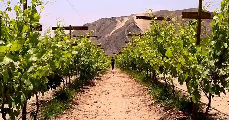 Un nuevo horizonte para los viñedos arequipeños La apuesta por el vino de origen volcánico