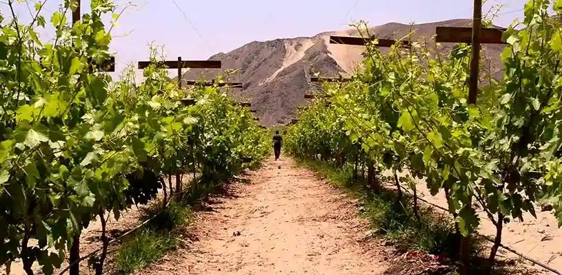 Un nuevo horizonte para los viñedos arequipeños La apuesta por el vino de origen volcánico