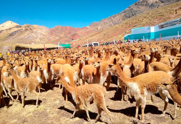 Arequipa fortalece manejo de vicuñas y busca convertir fibra en más rentable