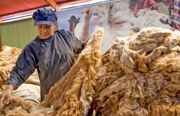 Perú certificará las competencias de 65 maestras de fibra de alpaca en 4 regiones