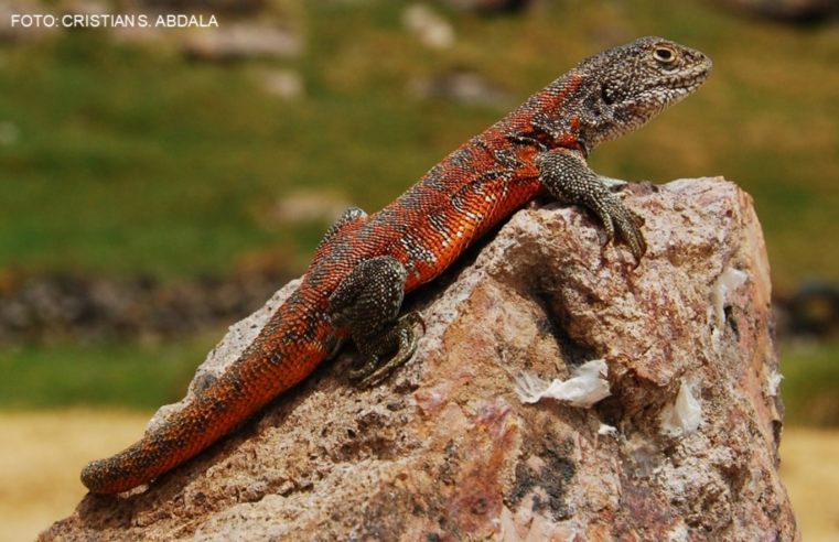 Descubren nueva especie de lagartija endémica que vive a más de 4,100 metros