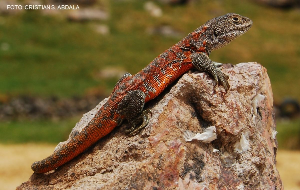 Descubren nueva especie de lagartija endémica que vive a más de 4,100 metros